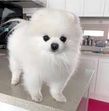 ''TITI '' Volpino Pomerania (Watsap: 00237655616956) - media 2