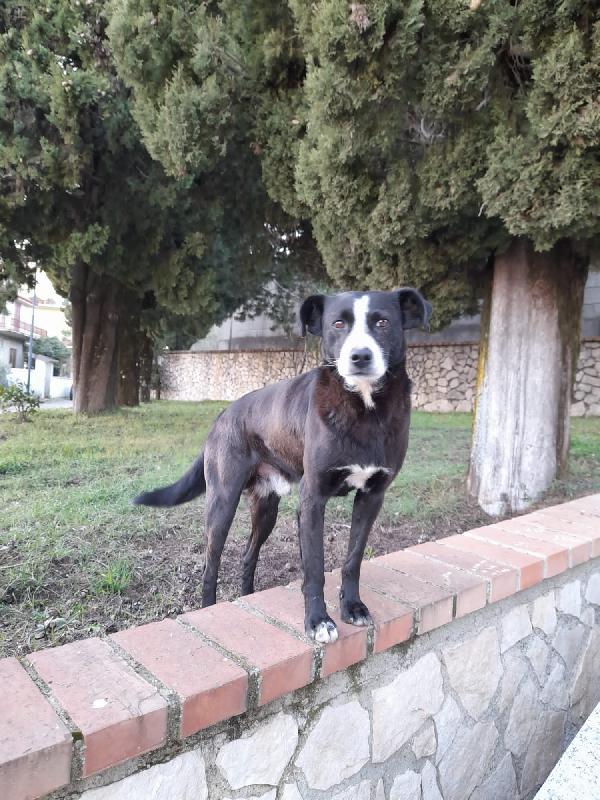 Nemo Taglia Medio Contenuta Abbandonato Al Cimitero