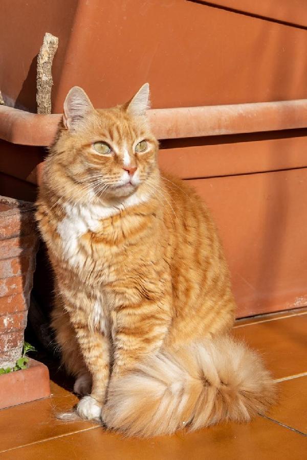 Il Bellissimo Arturo Cerca Casa