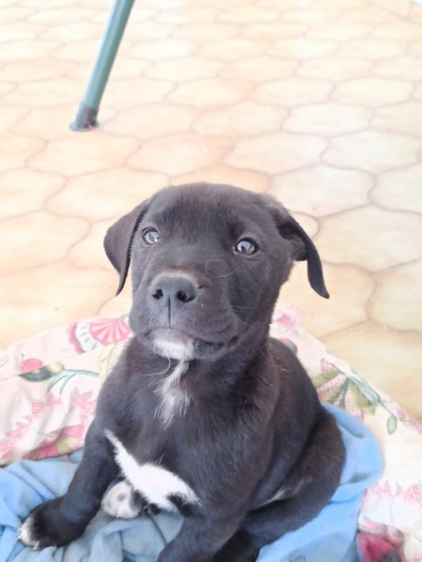 Calimero, Dolcissimo Cucciolo Pieno Di Vita E Amorevole