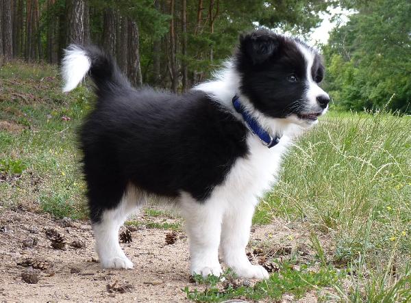 CUCCIOLI BORDER COLLIE BIANCHI E NERI