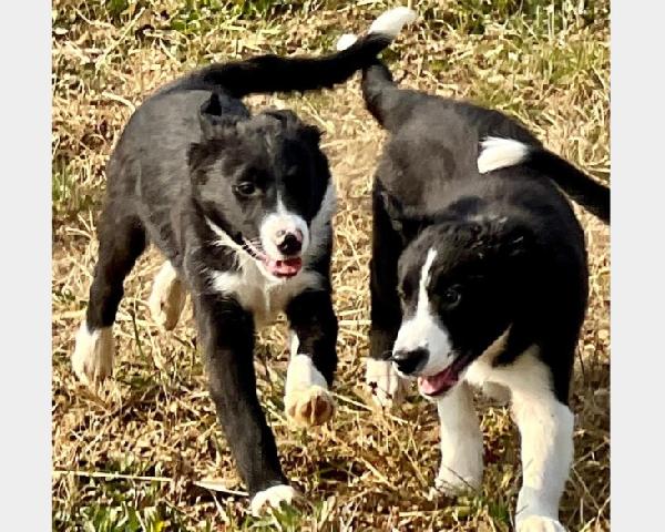 CUCCIOLI BORDER COLLIE BIANCHI E NERI - media 2
