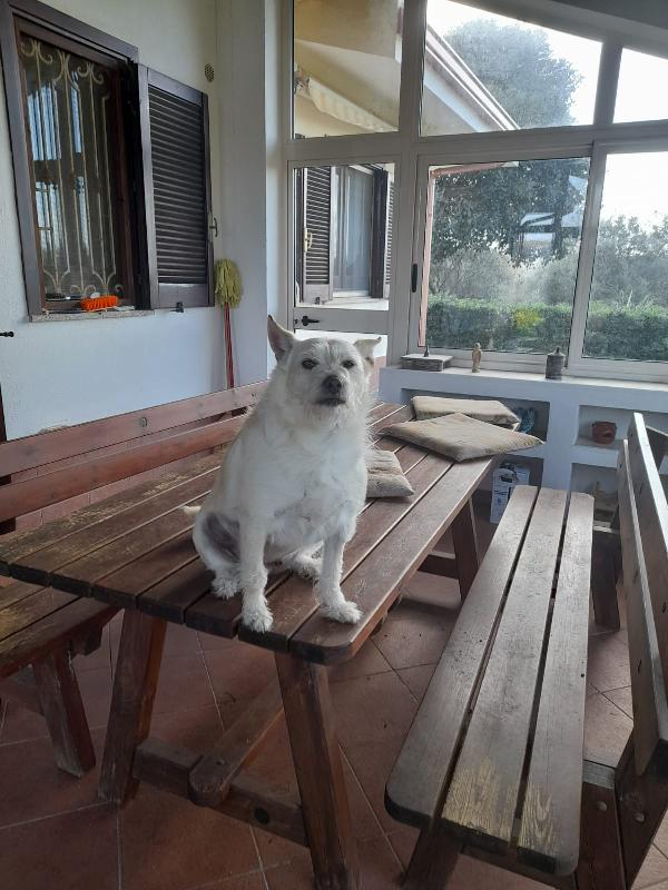 Bianca Cagnolina Taglia Piccola