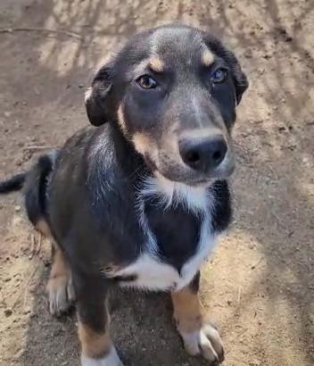 Draco Cucciolo Simil Pastore Taglia Medio Grande