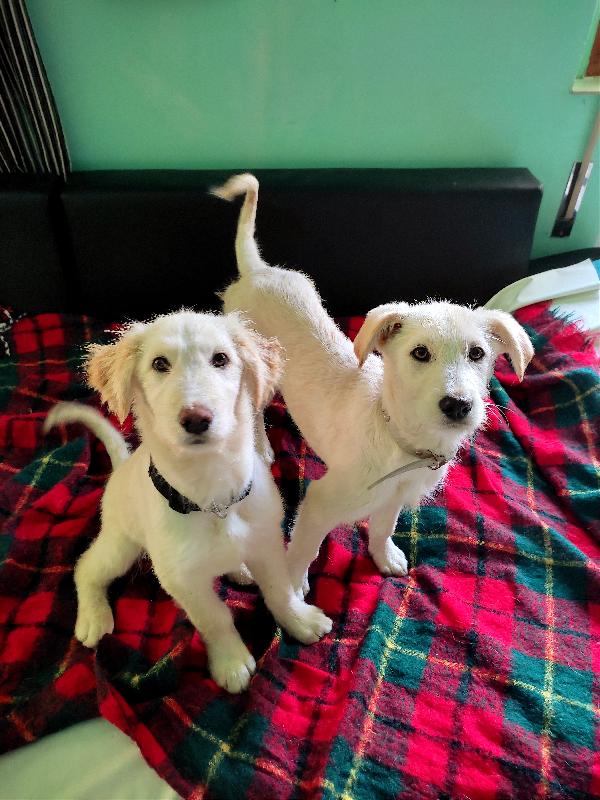 Boris E Joe Cercano Casa 