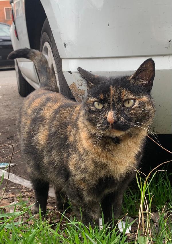 Bella Cerca Una Famiglia