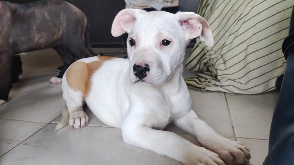 Kiara - Cucciola Simil Pitbull Di Circa 2 Mesi E Mezzo