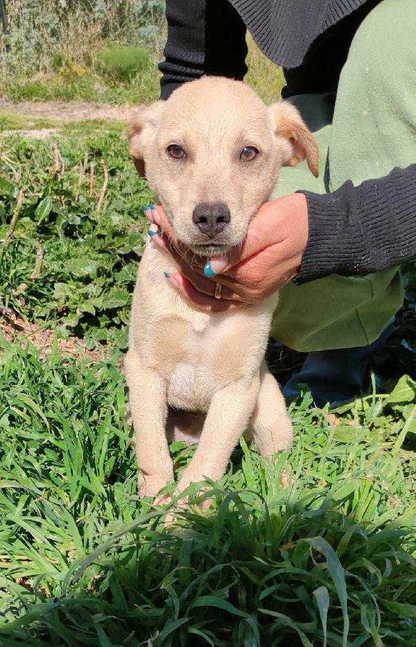 Pixel Cucciolo Di 4 Mesi 