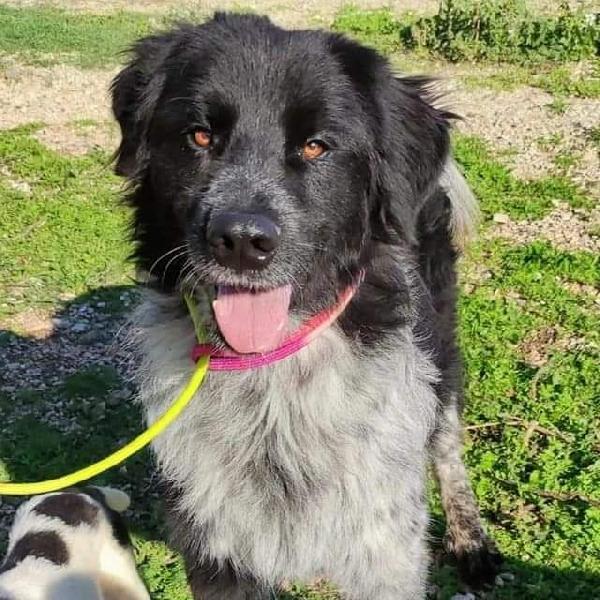 Cesco Cerca Adozione ❤️