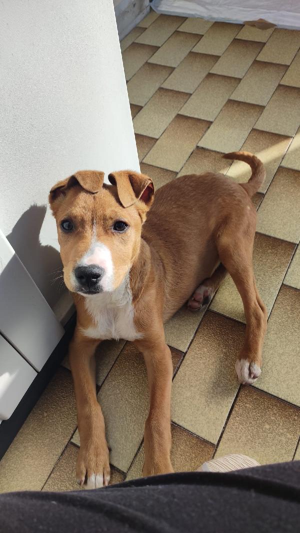 Brian - Cucciolo Simil Pitbull Di 4 Mesi