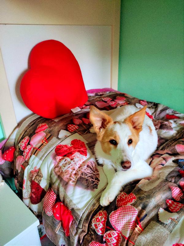 3 Cuccioli Di Taglia Media/Medio Piccola Cercano Casa