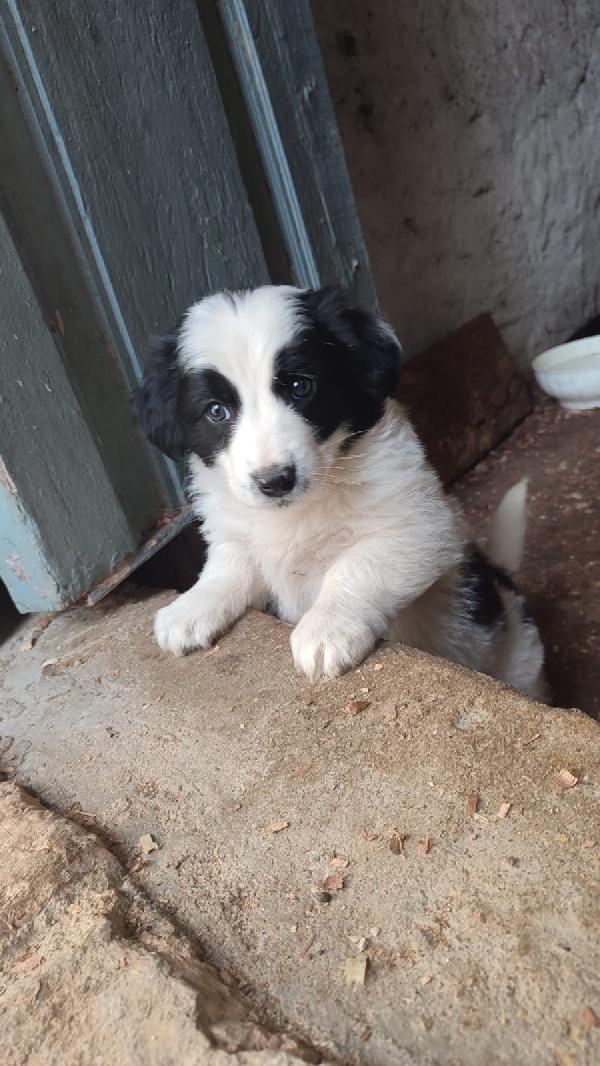 Vera Cucciola Taglia Media 2 Mesi