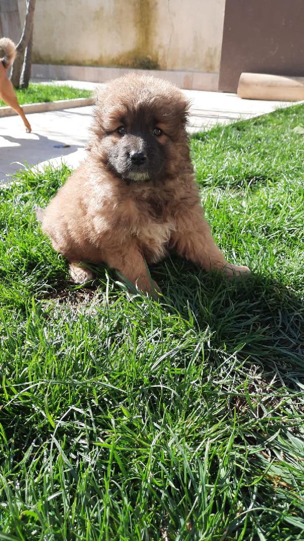 Susina Cucciola Taglia Medio Piccola 3 Mesi