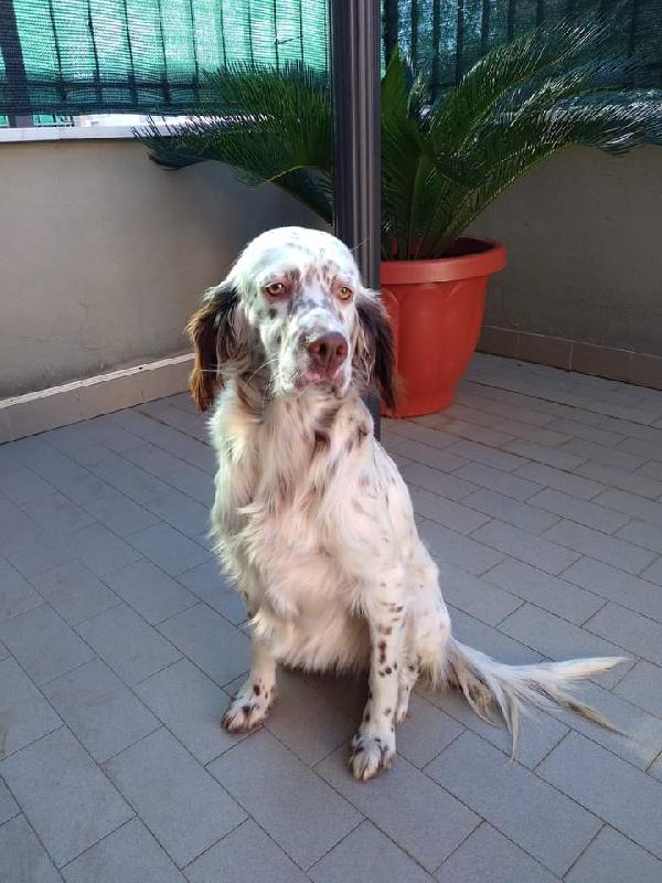 Mina - Setterina Di 2 Anni