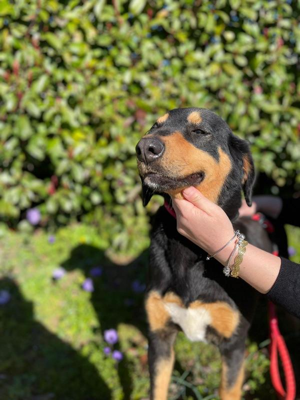 Alida Simil Segugio 4 Anni