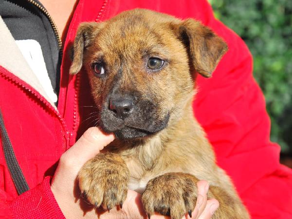 Noel Cucciolo Di Due Mesi