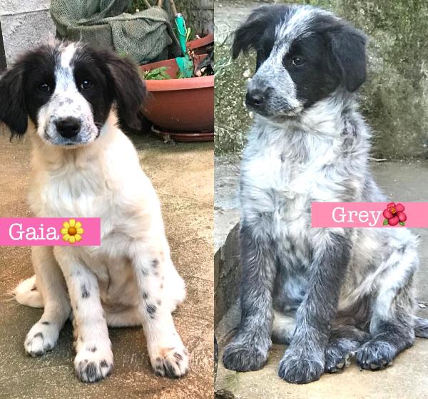 Gaia E Grey Cucciole Taglia Medio Abbondante