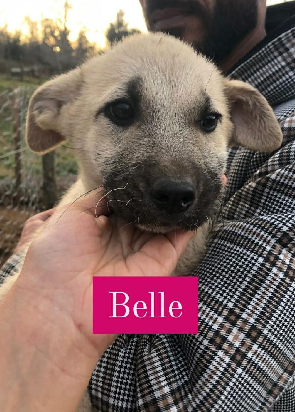 Belle E Sebastien Cuccioli Taglia Media