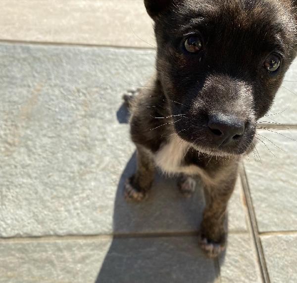 Un Bellissima Meticcia Striata, Taglia Piccola, Da Adottare!!