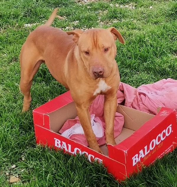 Thiago, Pitbull Rednose Di 4 Anni