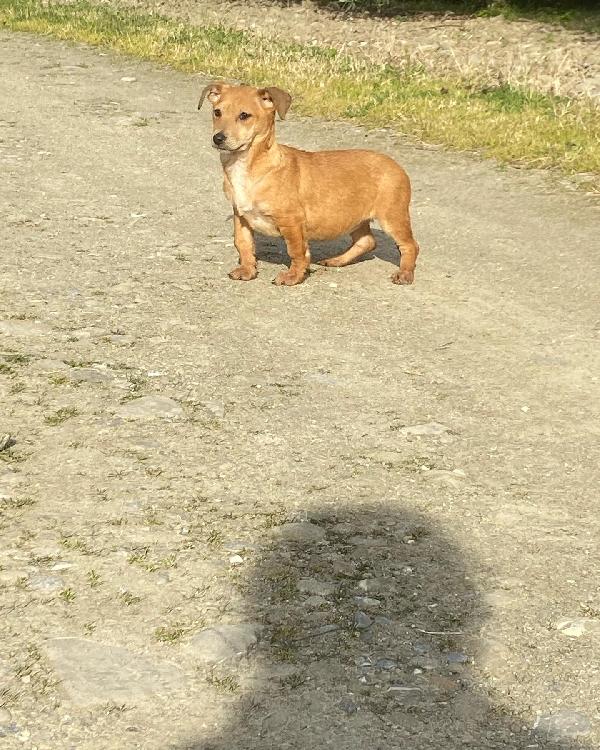 Cucciola Taglia Piccola 