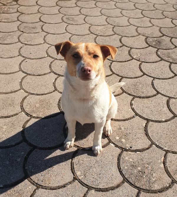 Bella Taglia Piccola Simil Jack Russell