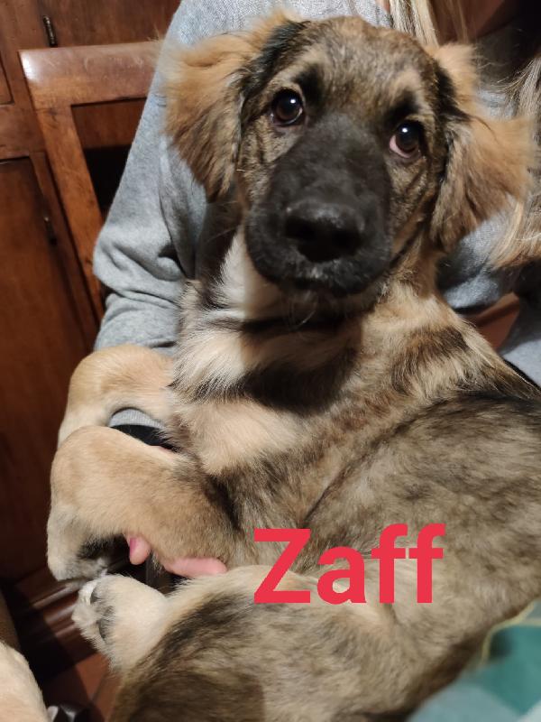 Zaff E Toffy Cuccioli Simil Pastore