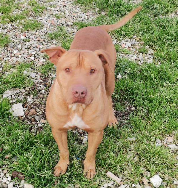 Magnifico Pitbull Rednose, Thiago, Cerca Casa!