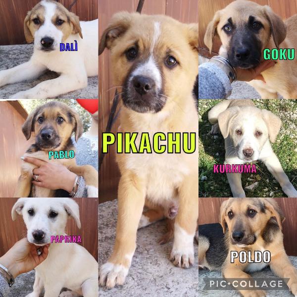 Cuccioli Taglia Grande Dolcissimi