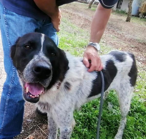 Elsa Taglia Grande Simil Maremmano/Setter