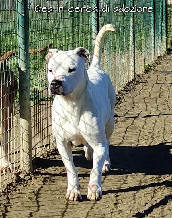 Gea Dogo Argentino In Cerca Di Adozione