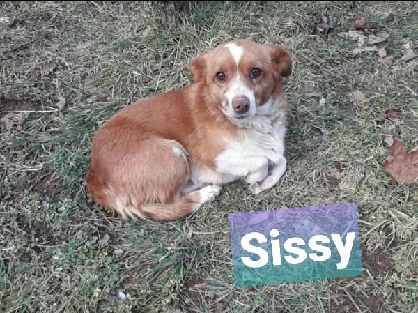 Sissy Cagnolina Taglia Piccola