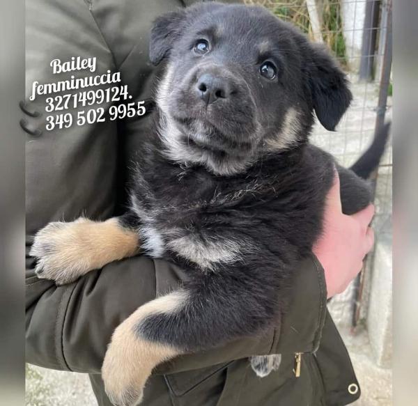 Bailey Cerca La Sua Casa