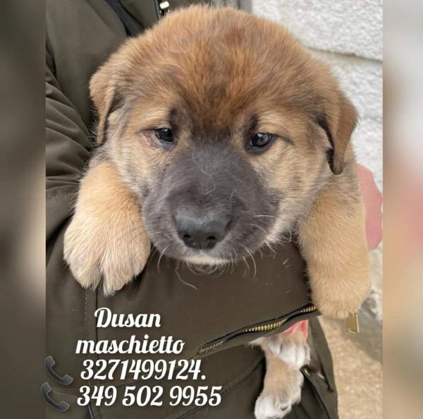 Dusan Cerca La Sua Famiglia 