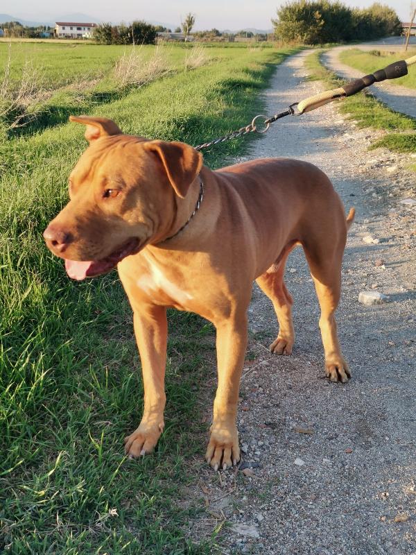 Thiago, Pitbull Rednose Di 4 Anni