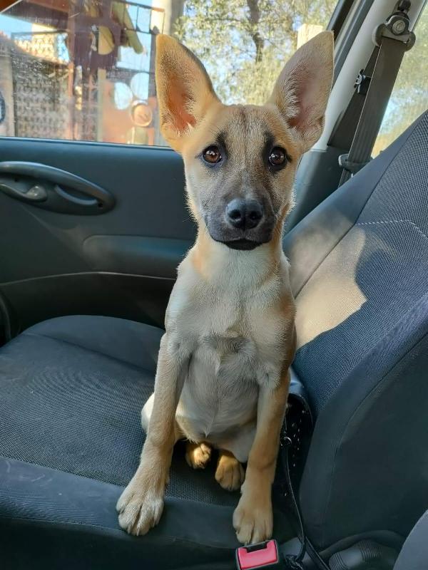 Dida Cucciola 4 Mesi Simil Lupetta