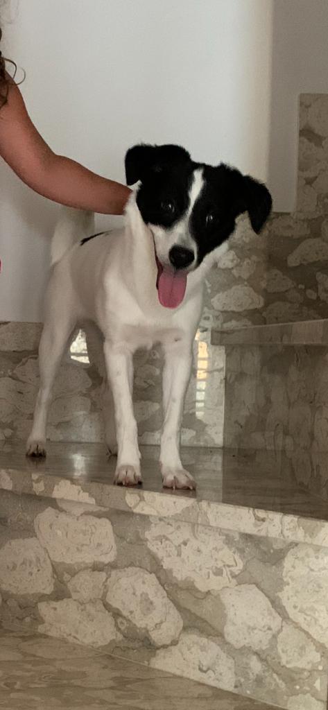 Kira Giovane Cagnolina Taglia Medio Piccola