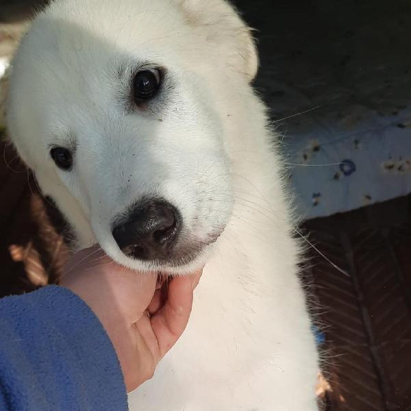 Vaiana Cucciola Simil Maremmano