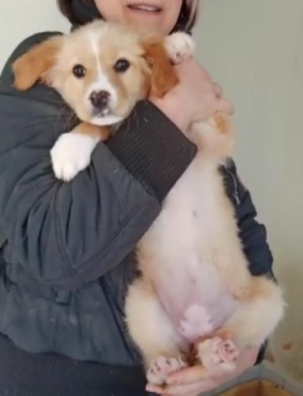 Miele Cucciola Di 2 Mesi