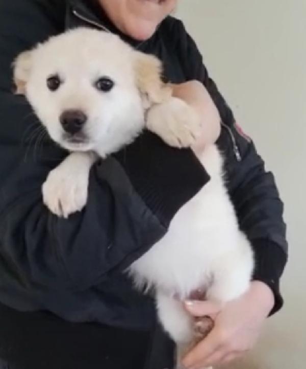 Fanny Cucciola Di 2 Mesi