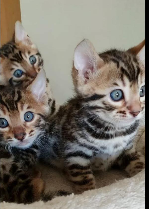 bengalesi.  maschio e femmina