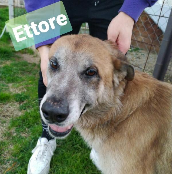 Ettore Cagnolone Taglia Grande