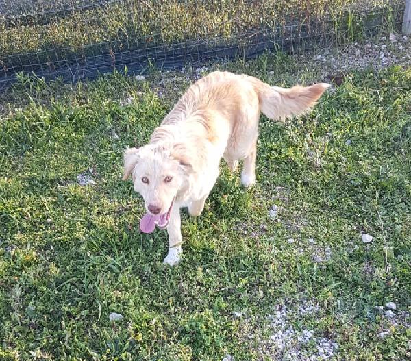 Happy Cucciolo Simil Golden Retriever