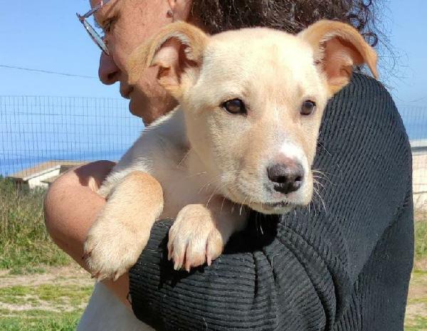 Gary cucciolo di tre mesi cerca famiglia ❤️ Foto 3