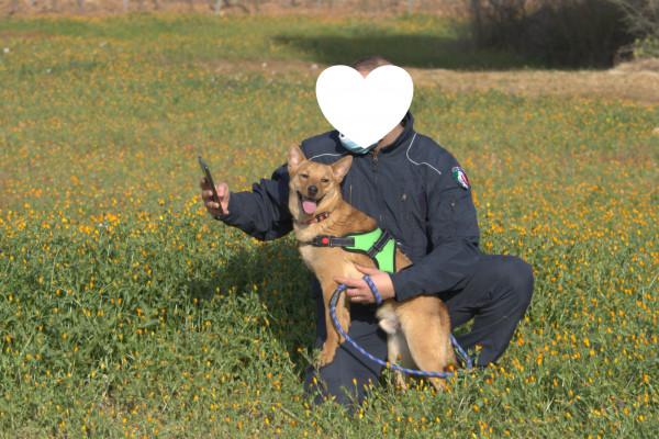 Spillo - Taglia Piccola