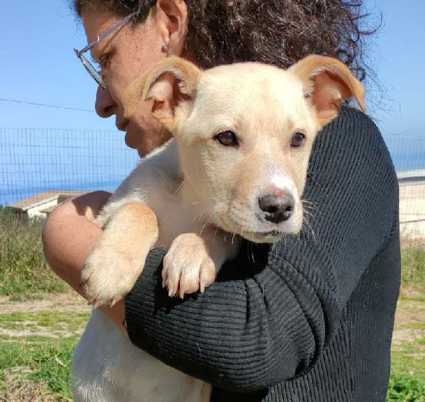 Cucciolo Di Tre Mesi In Adozione