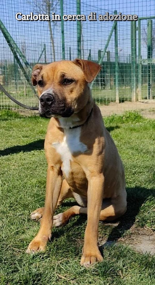 Carlotta Amstaff In Adozione