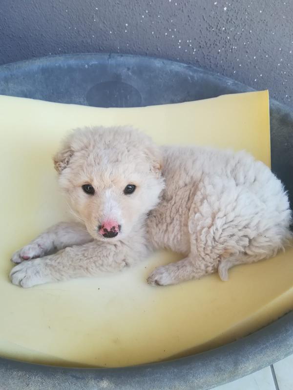 Merlino Cucciolo Taglia Media