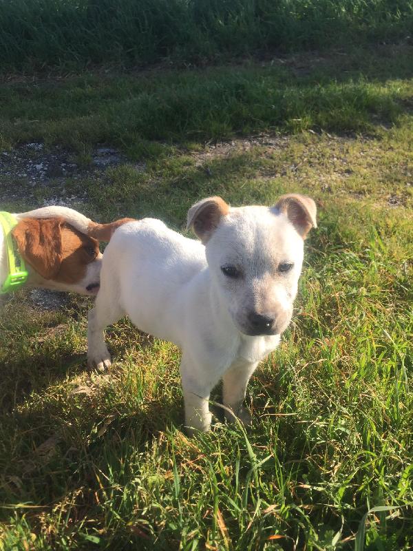 Samuele Cucciolo Taglia Media