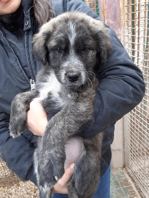 Robin Cerca Una Famiglia, 2 Mesi, Futura Taglia Media 